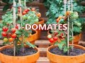 3. Sınıf  Hayat Bilgisi Dersi  Meyve ve Sebze Yetiştiriciliği & Meyve ve Sebzeler Nasıl Yetişir?    Balkonda yetiştirebileceğimiz sebzeler hangileri, domates,biber,hıyar,marul, dere otu nane nasıl yetiştirilir püf noktaları. konu anlatım videosunu izle