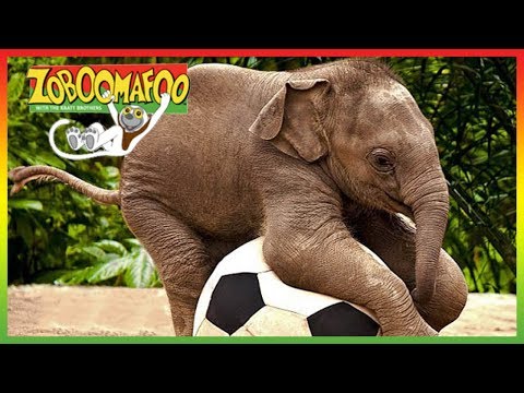 🐘 Zoboomafoo 243 | Talk to Me | Animal shows for kids | Full Episode | HD 🐘