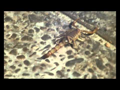 Thumbnail for video: Excerpt