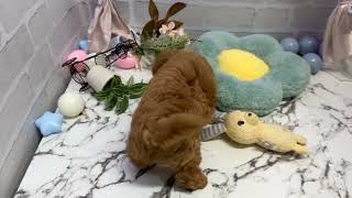 ハーフ犬の動画01