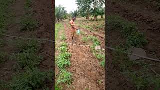 Traitement  phytosanitaires