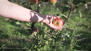 preview picture of video 'Bauernmarkt Lendplatz Graz - Genuss Region Österreich'