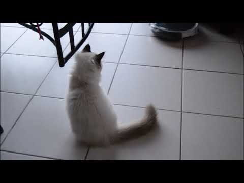 test amibot animal confort h2o