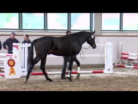 36. JH v. Fürst Romancier - Samba Hit I (Körkollektion SDB 2013)