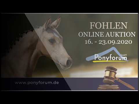 SAMBA DE JANEIRO ZV HF v  Socrates - Orchard Boginov