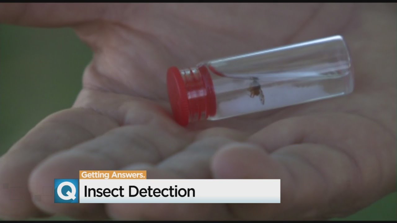 Pest Detection Program Targets Residential Areas To Save Crops From Invasive Insects