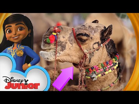 ラクダは？| ディズニー・ジュニア｜王室探偵ミラ｜ディズニー・ジュニア (Camels ? | We're On the Case | Mira, Royal Detective | Disney Junior)