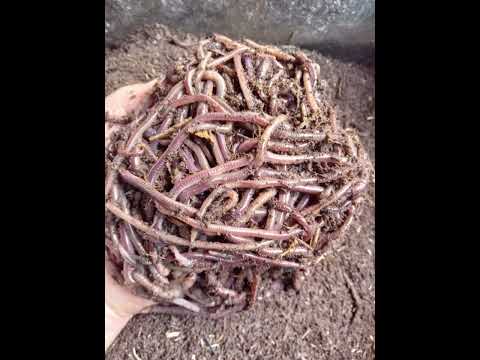 Meet the African Night Crawler: Nature’s Secret Weapon for Sustainable Farming & Gardening!