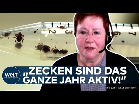 DEUTSCHLAND: Milder Winter führt zu ganzjähriger Zecken-Bedrohung! So schützen Sie sich zuverlässig!