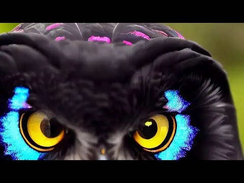 || Beautiful Owl Rescued By Me And Released In His Nature || Mana Ki Bejuban Hu ||🦉