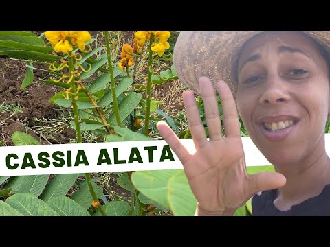 🌱Découvrez les bienfaits du Cassia alata : Une plante aux vertus médicinales remarquables