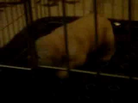 Odelia (The Red Collared Puppy)