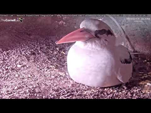 Adult White-tailed Tropicbird Goes In For A Close-Up – May 20, 2021