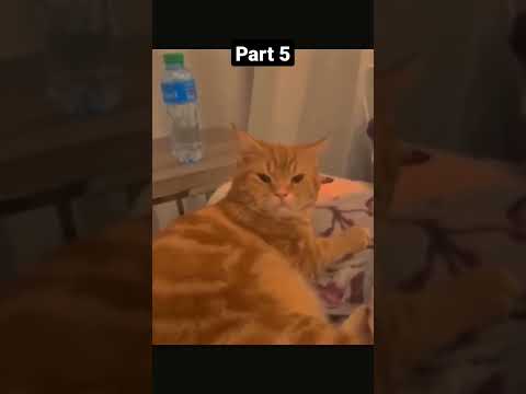 funny animals inc part 5 #shorts #viral #funny #funnyvideo #animals #funnyanimals #viralvideo