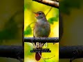 Chittu Kuruvi Singing Nightingale The Best Bird Song S