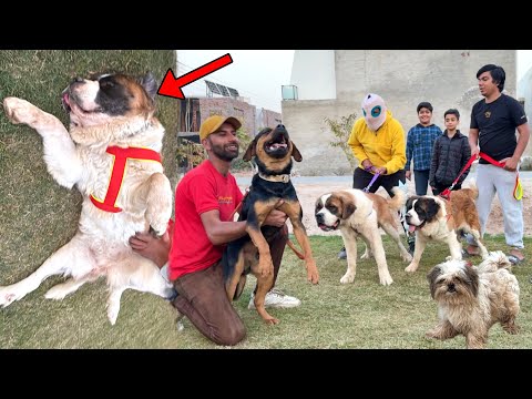 Sab Dogs Ko Park Mein Ly Aiy 😍 New Dog Ko Kia Ho Gea 😭