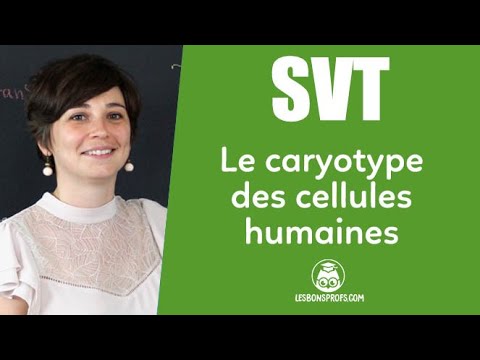 Le caryotype des cellules humaines