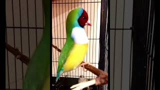 Download lagu Burung Finch Gouldian Jantan Bernyanyi #burung #burung #gouldianfinch mp3 Download lagu Burung Finch Gouldian Jantan Bernyanyi #burung #burung #gouldianfinch mp3