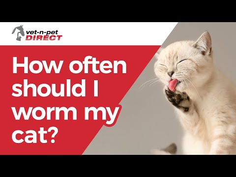 How often should I worm my cat?