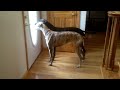 Greyhound - Greyhound Momma