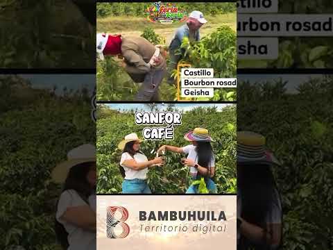 ☕🇨🇴 ¡De Chinácota para Colombia! La historia detrás de Sanfor Café 🤎🔥 #Shorts #deferiaenferia