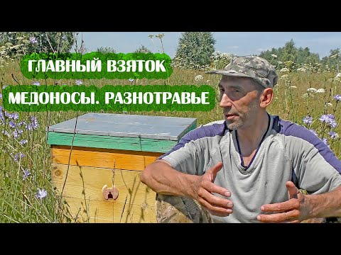 Что такое ГЛАВНЫЙ ВЗЯТОК В ПЧЕЛОВОДСТВЕ. Растения МЕДОНОСЫ.  МЁД РАЗНОТРАВЬЕ