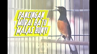 Download lagu 100% COCOK untuk memikat MURAI BATU agar langsung EMOSI dan AUTO GACOR mp3