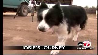 preview picture of video 'Josie's journey back home'