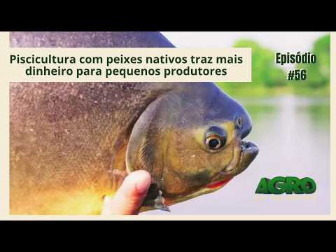 Quer investir em piscicultura? Especialista aponta peixes nativos como melhor opção para começar
