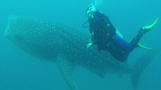 preview picture of video 'Isla Coiba diving, incl whalesharks'