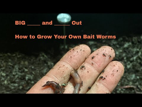 How to set up a simple bin to grow your own European Nightcrawlers for fishing bait.