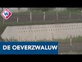 Oeverzwaluw nestelt zich in wand waterplas