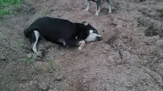 #animals Thích chơi xấu