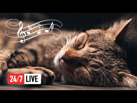 🔴 Relaxing Music for Cats (LIVE 24/7) Peaceful Piano Music with Cat Purring Sounds