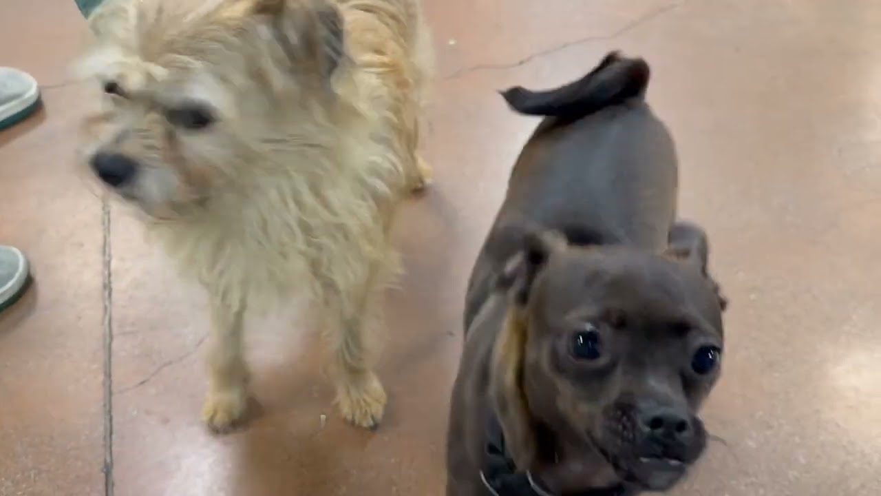 Enlarge Floyd, a ADOPTABLE Terrier in Walnut Creek, CA video 1/3