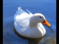 Little White Duck