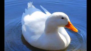 Little White Duck