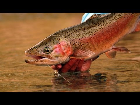 NEWS! Video: 6th Order - Rainbow Trout Fly Fishing in Small Waters