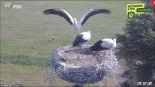 preview picture of video 'Smedager, Denmark, 6 08 2014, 9 56  The storklets are ready to fly'
