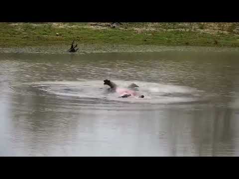 Djuma: Hippo getting a little active in the dam - 17:34 - 04/25/2022