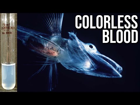 What Exactly Is: Crocodile Icefish | The White-Blooded Fish