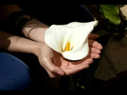 Anca Duma - Zile si Nopti