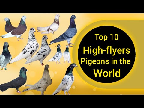 Top 10 highflyer pigeons in the world | types of high flyer pigeons #birds