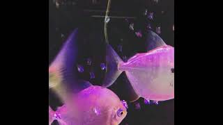 worrywort - radiohead (slowed down)