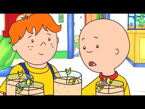 Plantando e Aprendendo | Caillou em Português - WildBrain