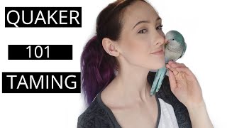 How To Tame and Bond With Your Quaker Parrot | Parrot Tips and Tricks