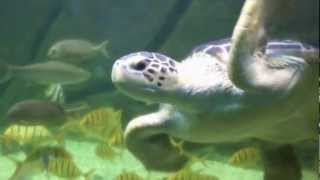 preview picture of video 'Havssköldpadda på Danmarks akvarium'