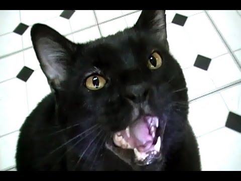 Talking Kitty Cat 23.5 - Sylvester's Birthday