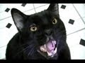 Talking Kitty Cat 23.5 - Sylvester's Birthday 