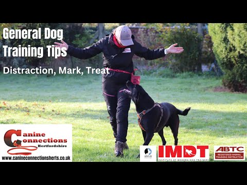 Reactive Dog Training — Distract, Mark, Treat